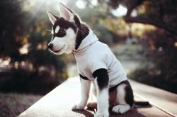 开云体育入口-老鹰力克吉林队，锡安成为关键先生